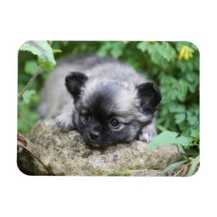 Imán Perrito de pelo largo de la chihuahua