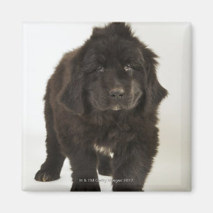 Imán Perrito de Terranova, tiro del estudio