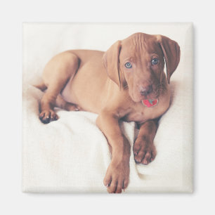 Imán Perrito de Vizsla del húngaro