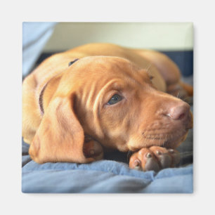 Imán Perrito de Vizsla que descansa sobre su pata