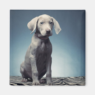 Imán Perrito de Weimaraner