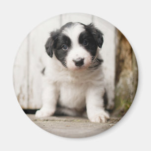 Imán Perrito del border collie