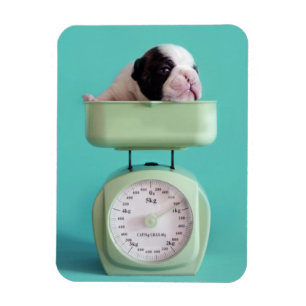 Imán Perrito del bulldog francés