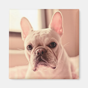 Imán Perrito del bulldog francés