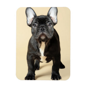 Imán Perrito del bulldog francés