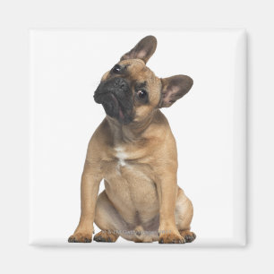 Imán Perrito del bulldog francés (7 meses)