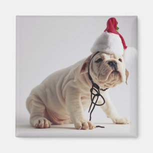 Imán Perrito del bulldog que lleva el gorra de Santa