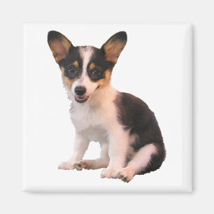 Imán Perrito del Corgi Galés de la rebeca que se sient