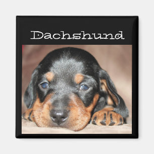 Imán Perrito del Dachshund