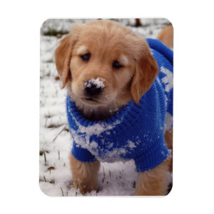 Imán Perrito del golden retriever