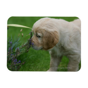Imán Perrito del golden retriever