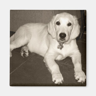 Imán Perrito del golden retriever (crema inglesa) - 14