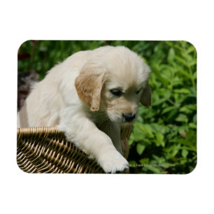 Imán Perrito del golden retriever en cesta