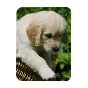 Imán Perrito del golden retriever en cesta