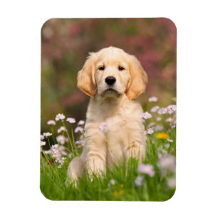 Imán Perrito del golden retriever un Goldie lindo