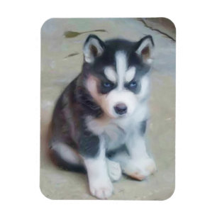 Imán Perrito del husky siberiano