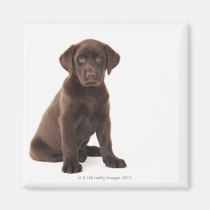 Imán Perrito del labrador retriever del chocolate