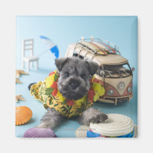 Imán Perrito del Schnauzer miniatura y vacaciones de