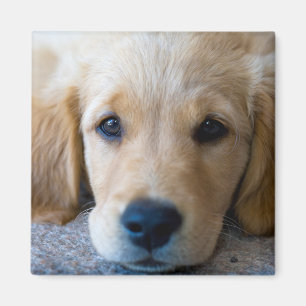 Imán Perrito dulce, dulce