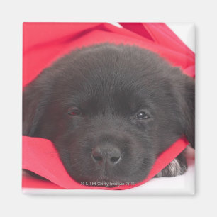 Imán Perrito en manta