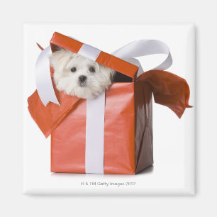 Imán perrito en una caja