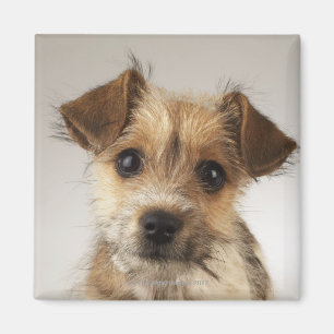 Imán Perrito (familiaris del Canis)