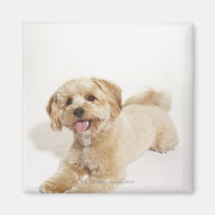 Imán Perrito (familiaris del Canis) 2