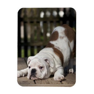 Imán Perrito inglés del bulldog
