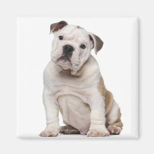 Imán Perrito inglés del bulldog (2 meses)