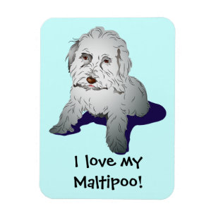 Imán Perrito lindo de Maltipoo