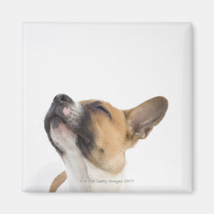 Imán Perrito mestizo