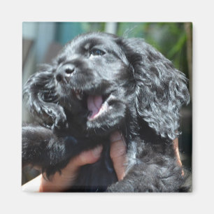 Imán Perrito negro de cocker spaniel del americano 10