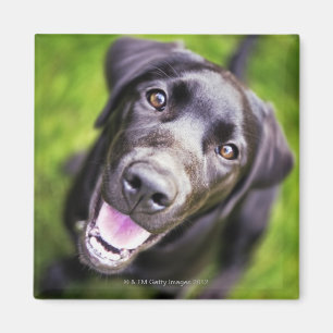 Imán Perrito negro de Labrador que mira hacia arriba,