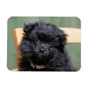 Imán Perrito negro de Pomeranian