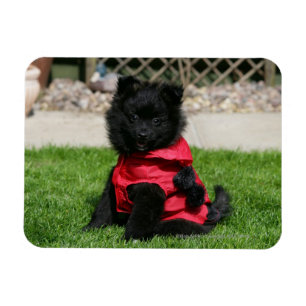 Imán Perrito negro de Pomeranian que mira la cámara
