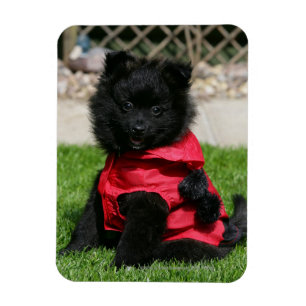 Imán Perrito negro de Pomeranian que mira la cámara