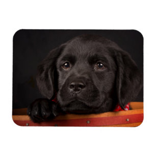Imán Perrito negro del labrador retriever en una cesta