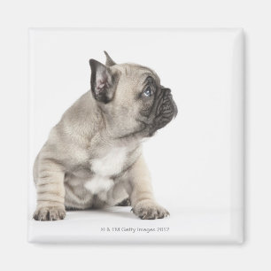 Imán Perrito pedigrí