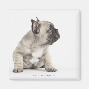 Imán Perrito pedigrí