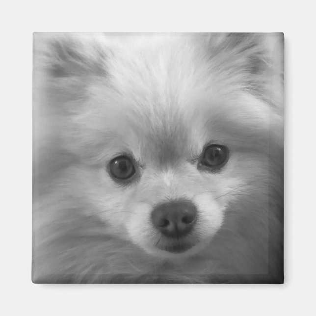 Imán Perrito pomeraniano adorablemente banal (Frente)