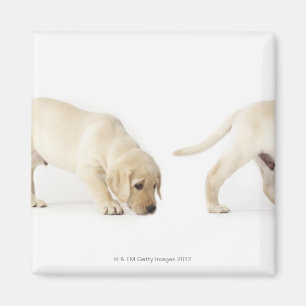 Imán Perrito que camina, montaje del labrador retriever