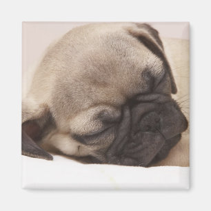 Imán Perrito que duerme a fondo