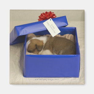 Imán Perrito que duerme en una caja de regalo