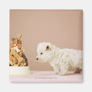 Imán Perrito que mira la pila de galletas en cuenco del