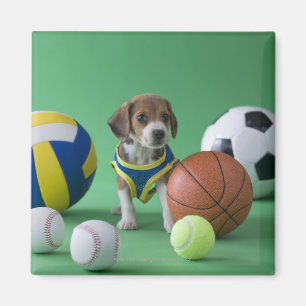 Imán Perrito rodeado por las bolas del deporte