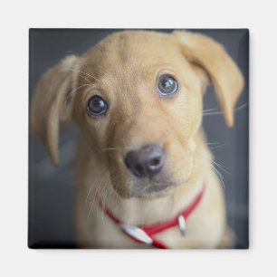 Imán Perrito rojo del Fox Labrador