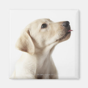 Imán Perrito rubio de Labrador que pega hacia fuera la