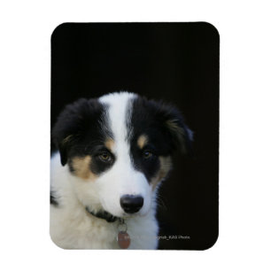 Imán Perrito viejo del border collie de 12 semanas