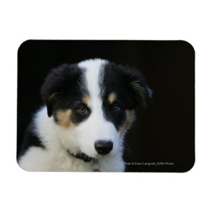Imán Perrito viejo del border collie de 12 semanas