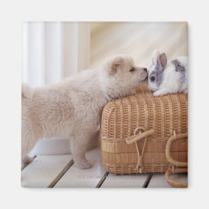 Imán Perrito y conejo